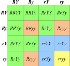 Dihybrid Cross Punnett Square Ratio