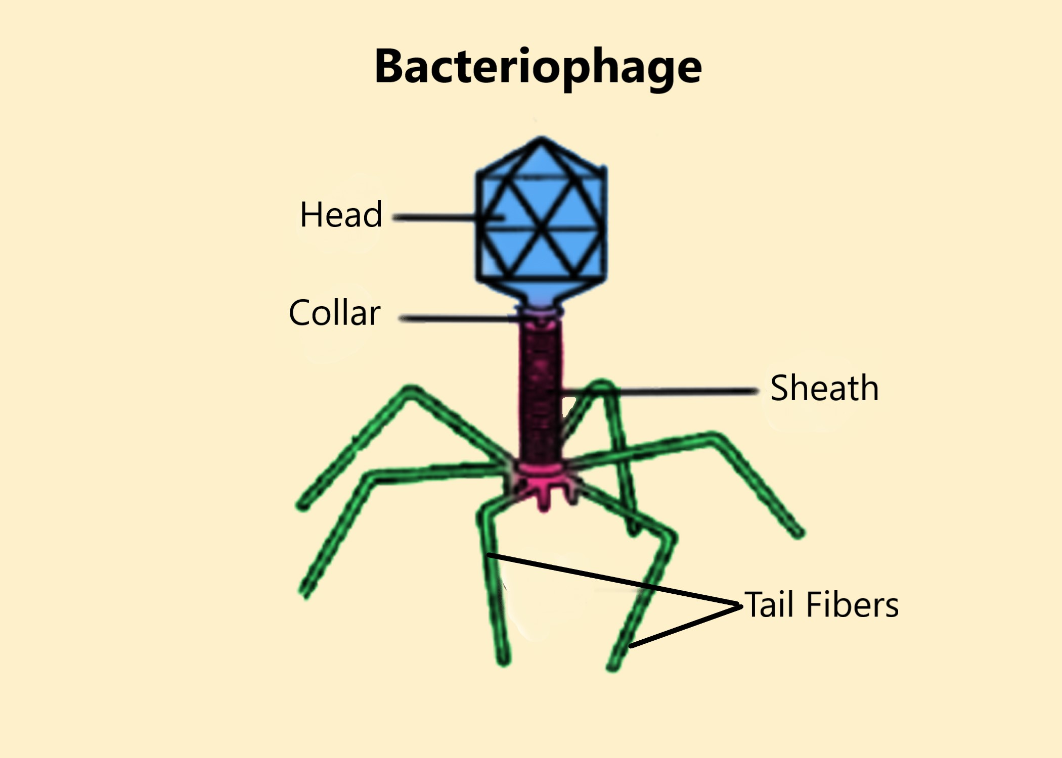 bacteriophage diagram
