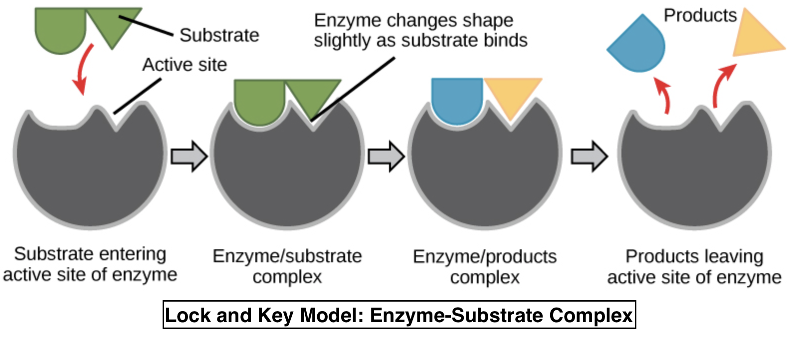 a-biological-catalyst-is-essentially-a-an-enzyme-b-a-carbohydrate-c