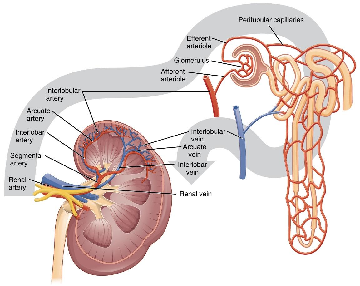 glomerulus-and-bowmans-capsule-constitute-a-blood-vessels-class-11