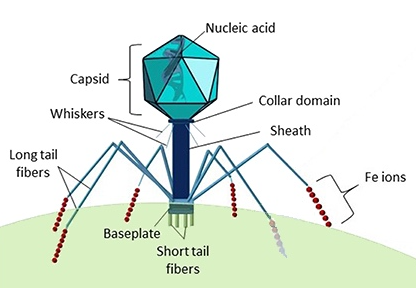 Do viruses have mitochondria?