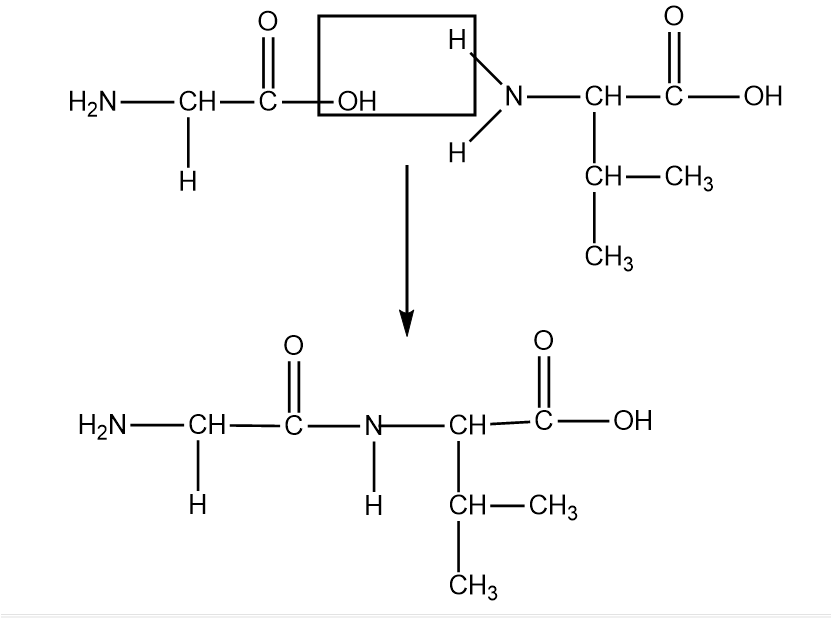 fig-shows-two-amino-acids-glycine-and-valine-use-the-space-below-to