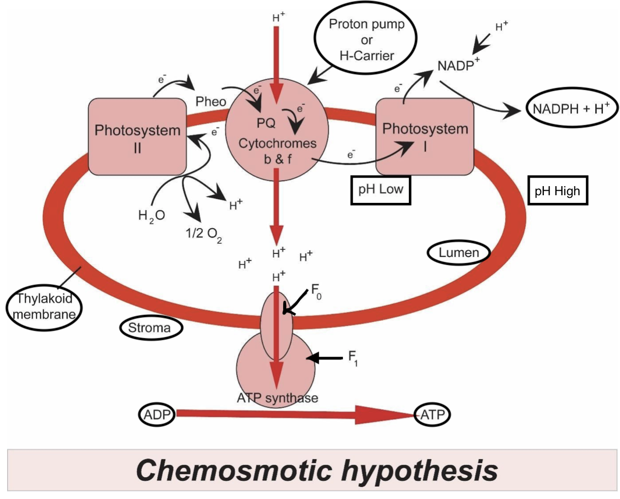chemiosmotic hypothesis class 11