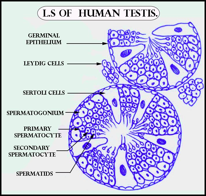 Draw A Labelled Diagram Of Ls Of Human Testis Class 11 Biology Cbse