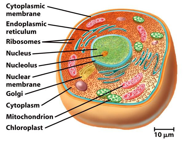 what-is-the-genetic-material-in-eukaryotes-wrapped-by