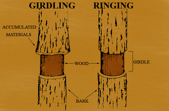 girdling experiments