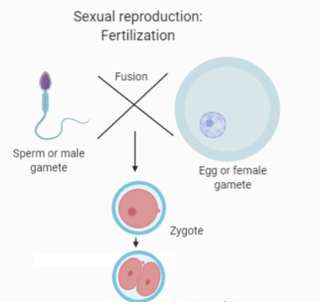 Define sexual reproduction.