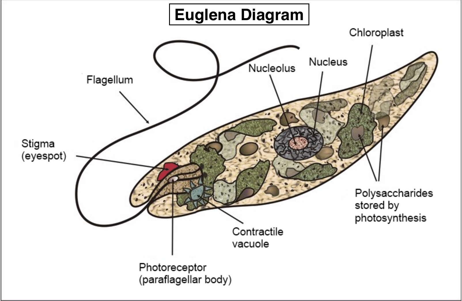 The given statement describes a group of organisms.(i) Instead of a ...