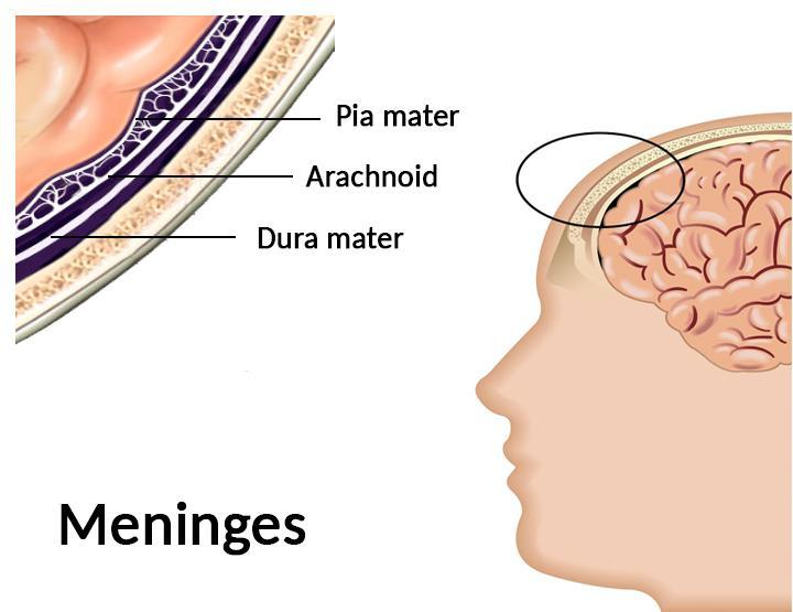 brain tissue layers
