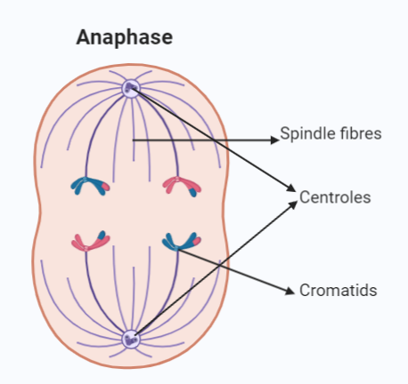 mitosis anaphase diagram