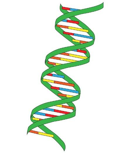 Which is the correct sequence according to increasing molecular weight ...