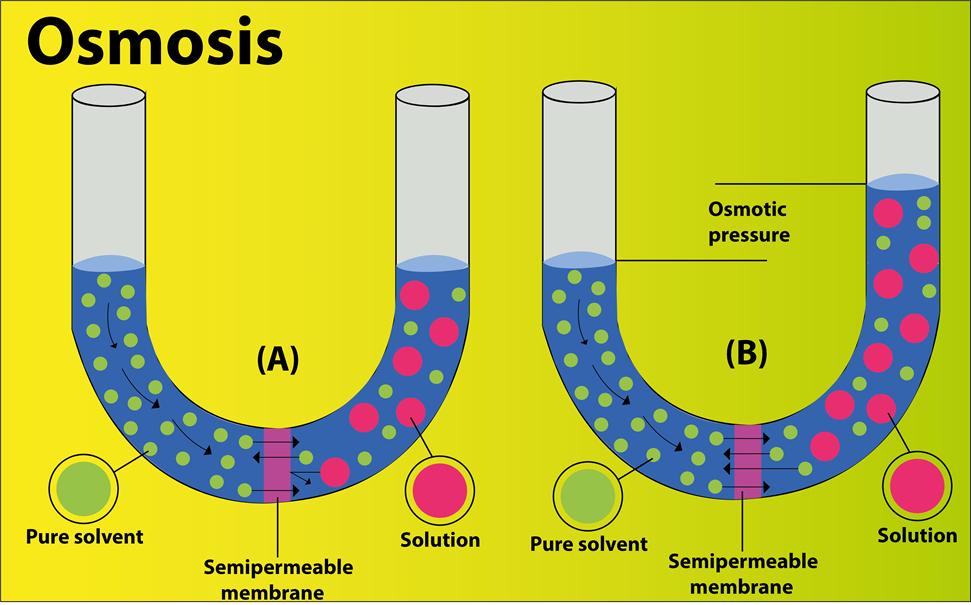 Describe The Thistle Funnel Experiment To Demonstrate Osmosis With A 