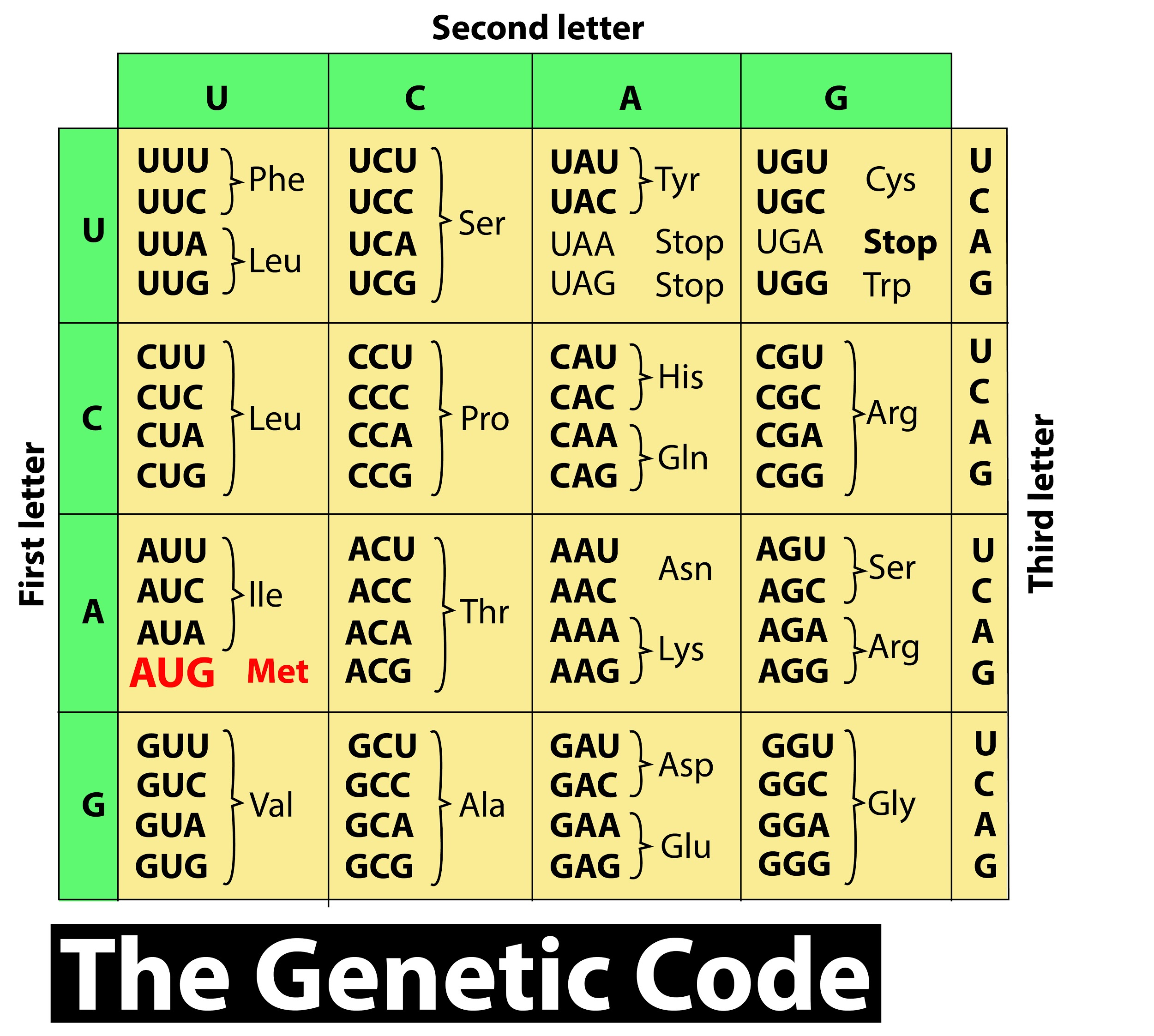 which-one-of-the-following-triplet-codons-is-known-as-the-initiation