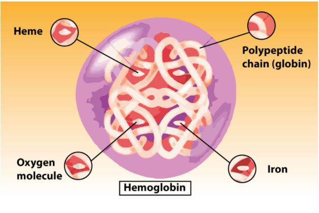 haemoglobin-is-a-monomeric-protein-b-oligomeric-protein-c