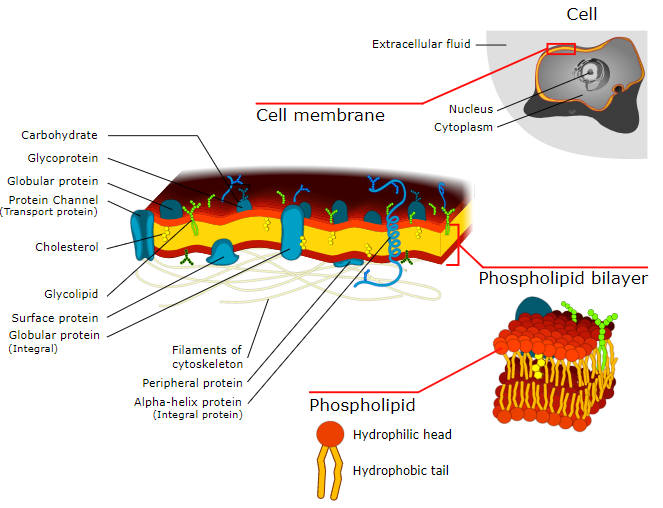 If the cell membrane is semipermeable How do the