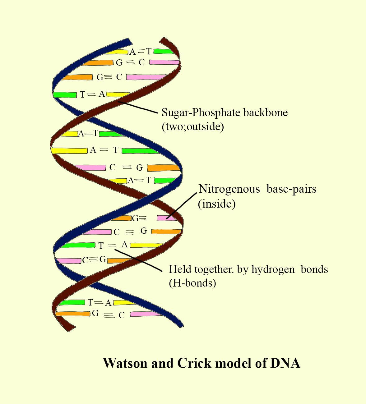 The Primary Building Blocks Of DNA AreA Nitrogenous Base Phosphorus 