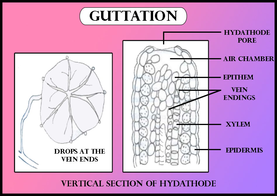 guttation-is-a-process-of-water-loss-in-a-liquid-form-containing