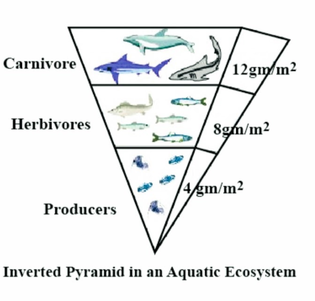 Ocean Energy Pyramid
