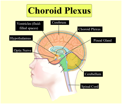 choroid plexus diagram