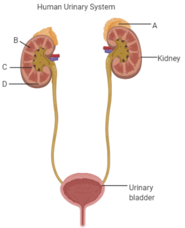 The figure above is of the human urinary system with structures labeled ...