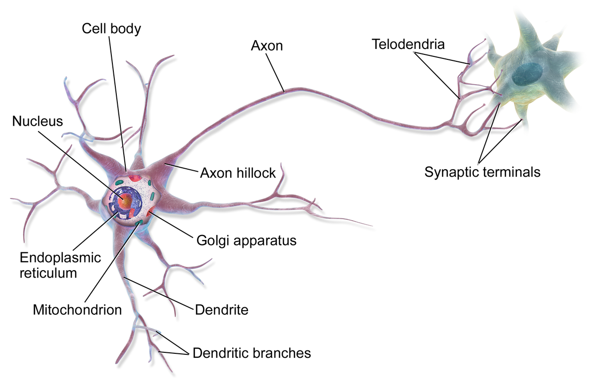 Myelin sheath is produced byA) Osteoclasts and astrocytesB) Schwann ...