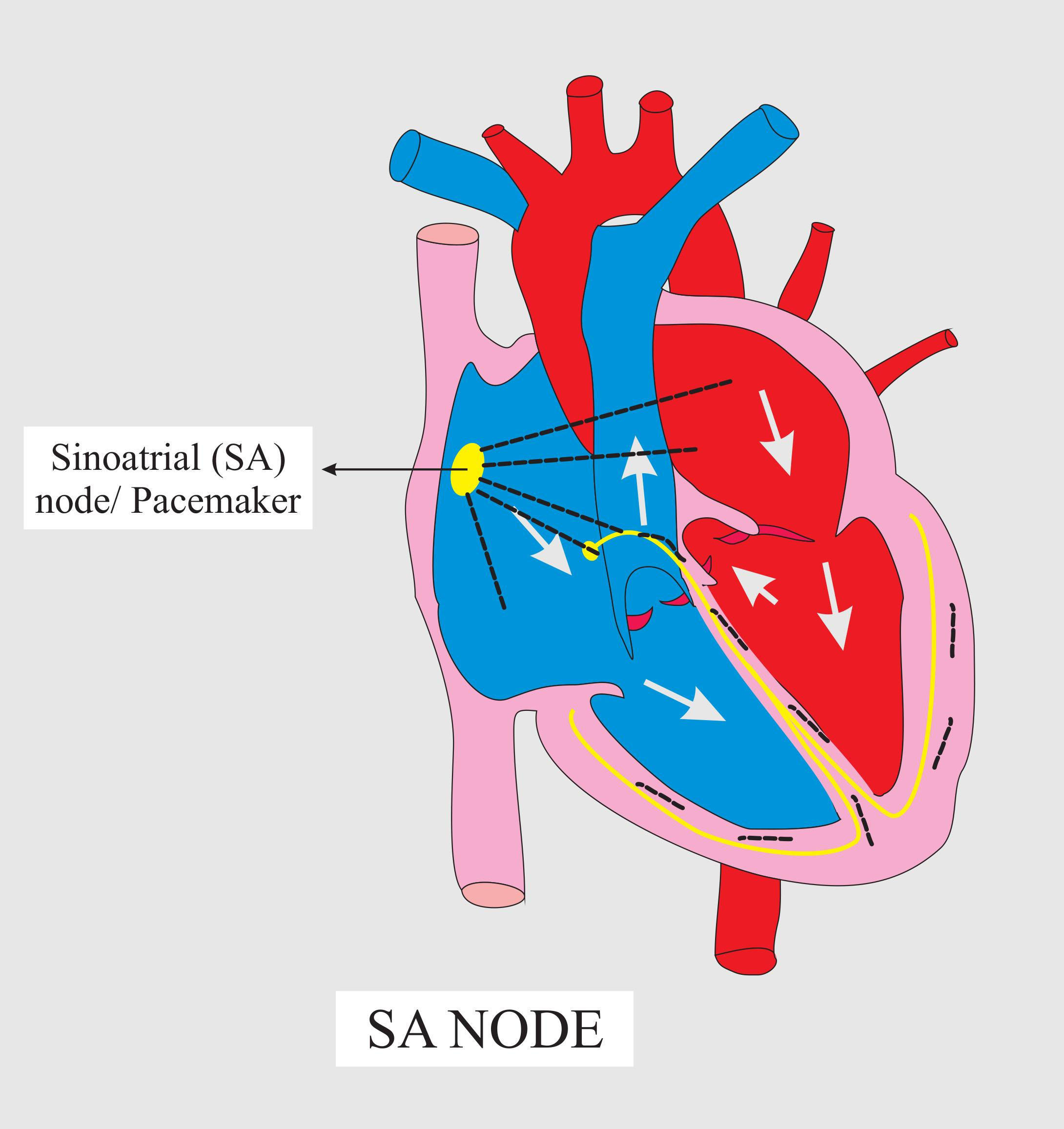 Pacemaker Sa Node Of The Heart Is Situated Ain The Class 11 Biology ...
