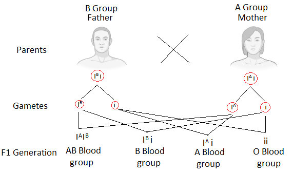 A Man With Blood Group ‘A’ Marries A Woman With Blood Group ‘B’. What ...