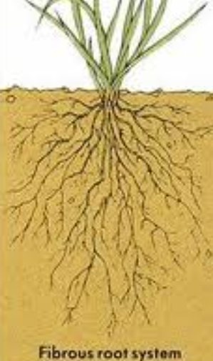 Explain the various kinds of roots with the help of examples?