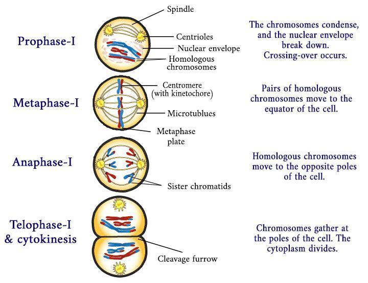 The function of meiosis-I is to separate(a) Homologous chromosomes(b ...