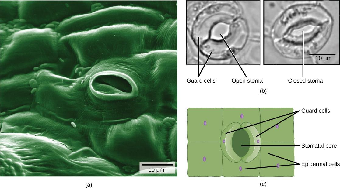 neat-and-labelled-diagram-and-describe-the-structure-of-stomatal-apparatu