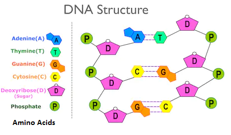 The life begins above the levelA. MoleculeB. Amino acidC. MixtureD ...