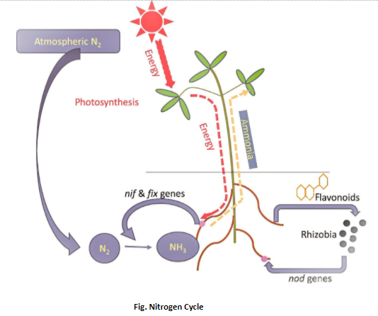 ‘Nif' gene for nitrogen fixation in cereal crops like wheat, jowar, etc ...