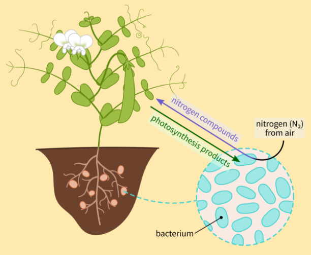 The cell of a root nodule in a leguminous plant shows a rod-shaped ...