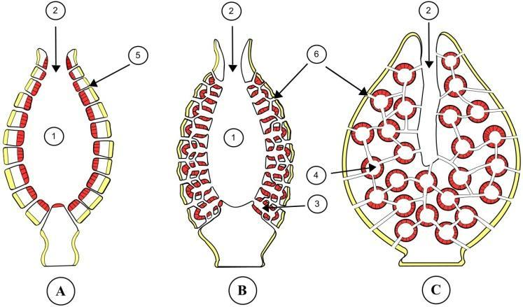 the-central-cavity-of-sponges-the-paragastric-cavity-is-made-of