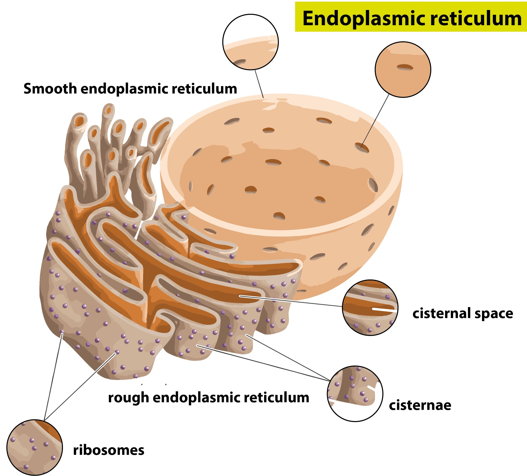 ser-and-rer-can-be-distinguished-with-its-presence-in-a-protein