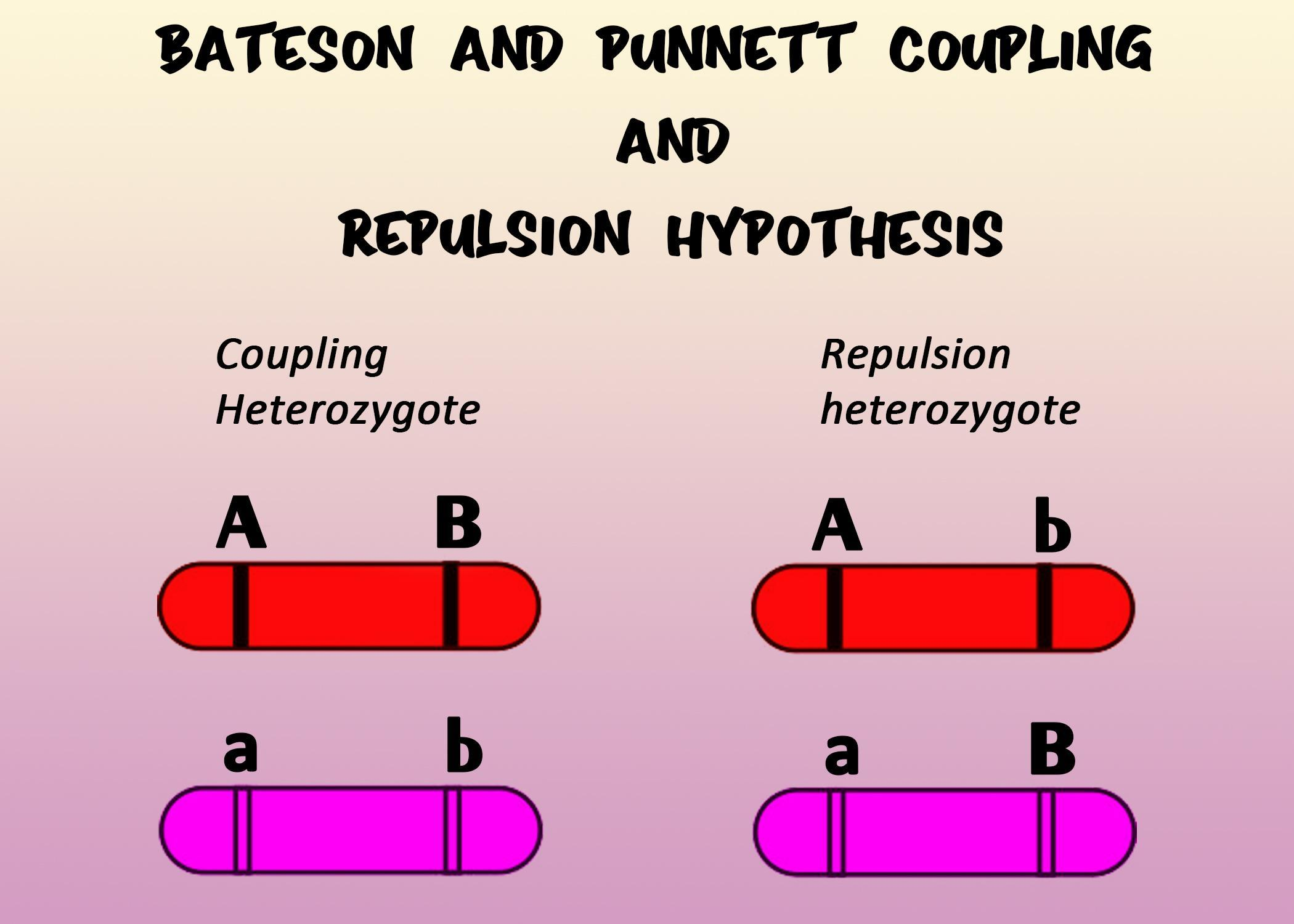 repulsion hypothesis definition quizlet