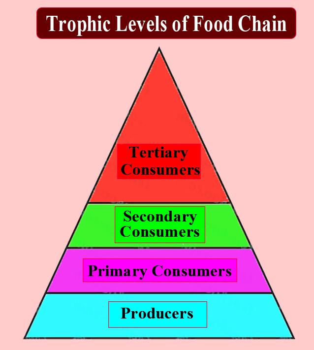 food-chain-hierarchy