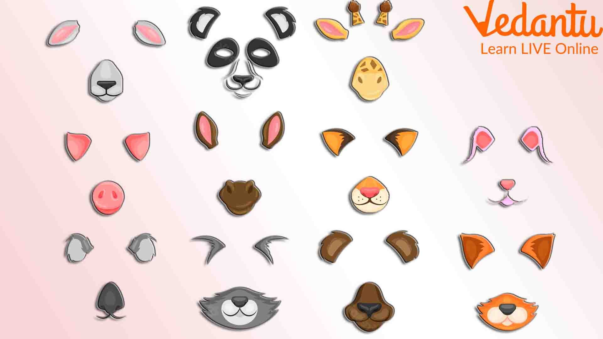 why-do-ears-of-animals-have-different-shapes