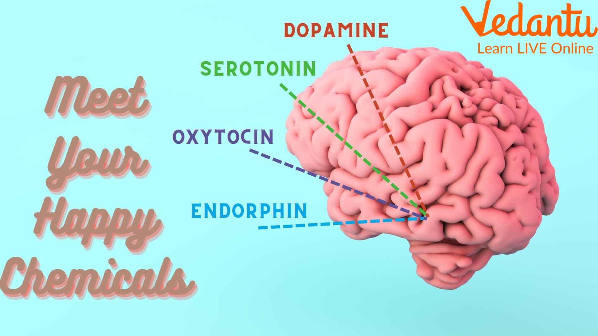 List Of Hormones Responsible For Happiness