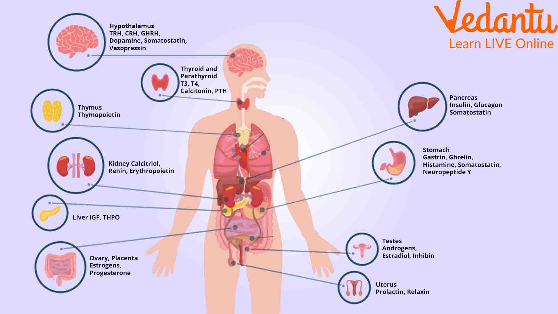 How Many Different Hormones In The Human Body