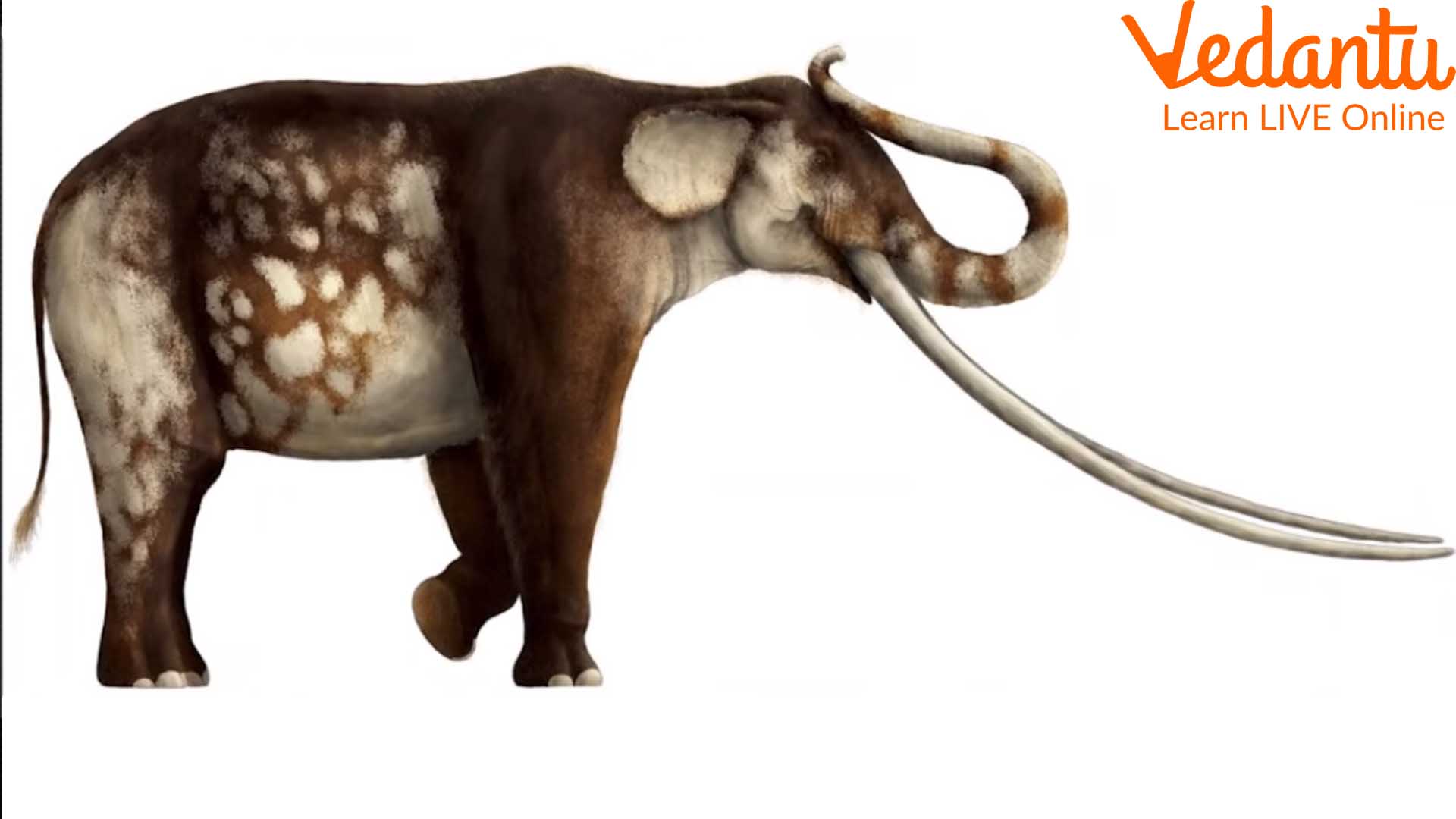 Asian Straight Tusked Elephants | Scientists Discover Fossilized Footprints