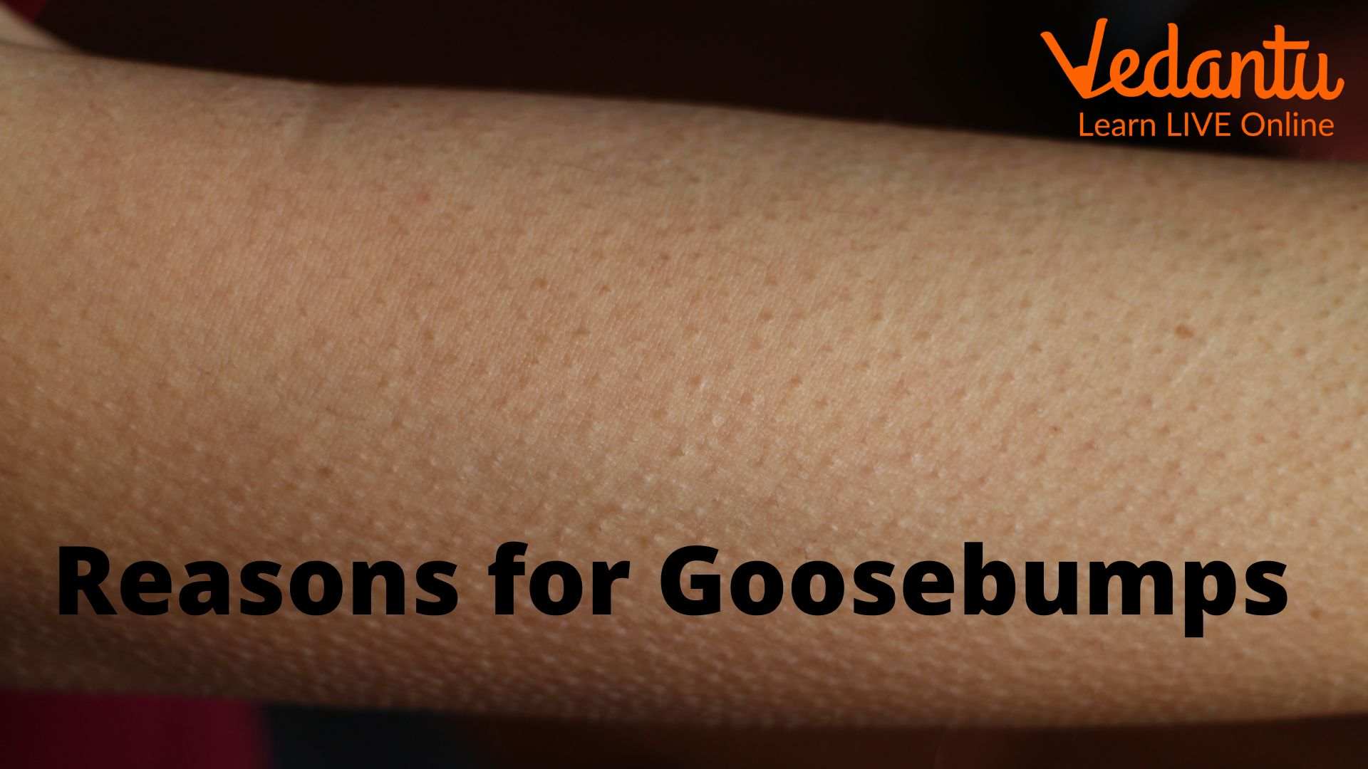 Learn Why Do We Get Goosebumps And The Processes To Get Rid Of Them 