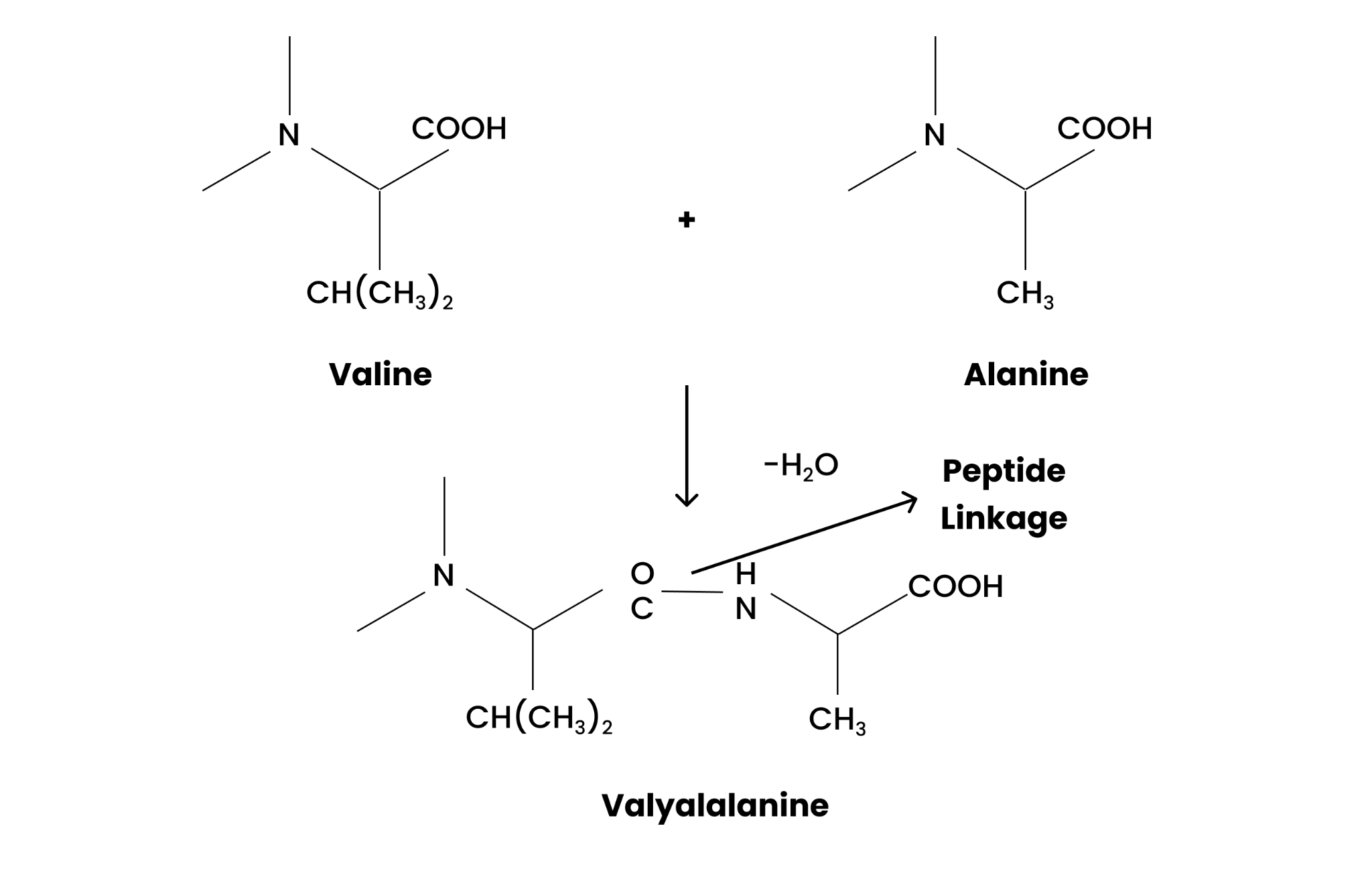 Peptide linkage