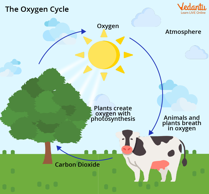 oxygen cycle diagram