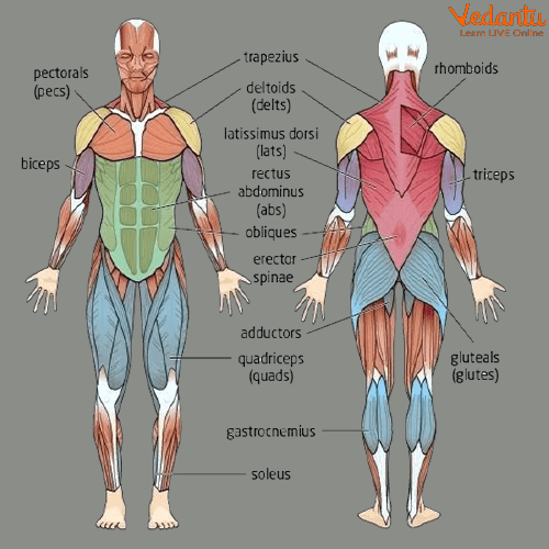 Muscular System for Kids Learn Definition, Facts & Examples
