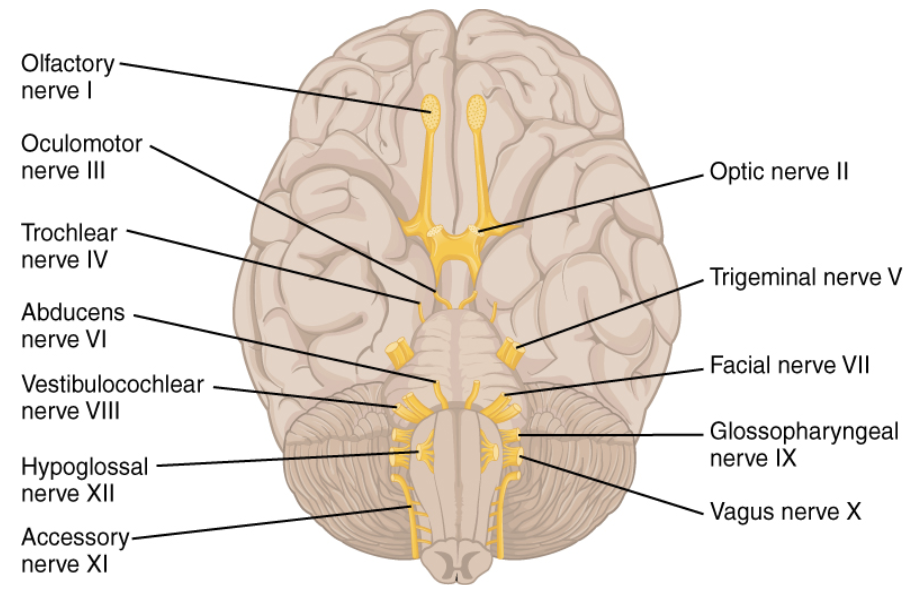 12 cranial nerve names