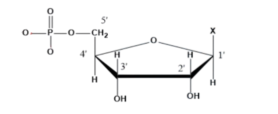 Nucleotide