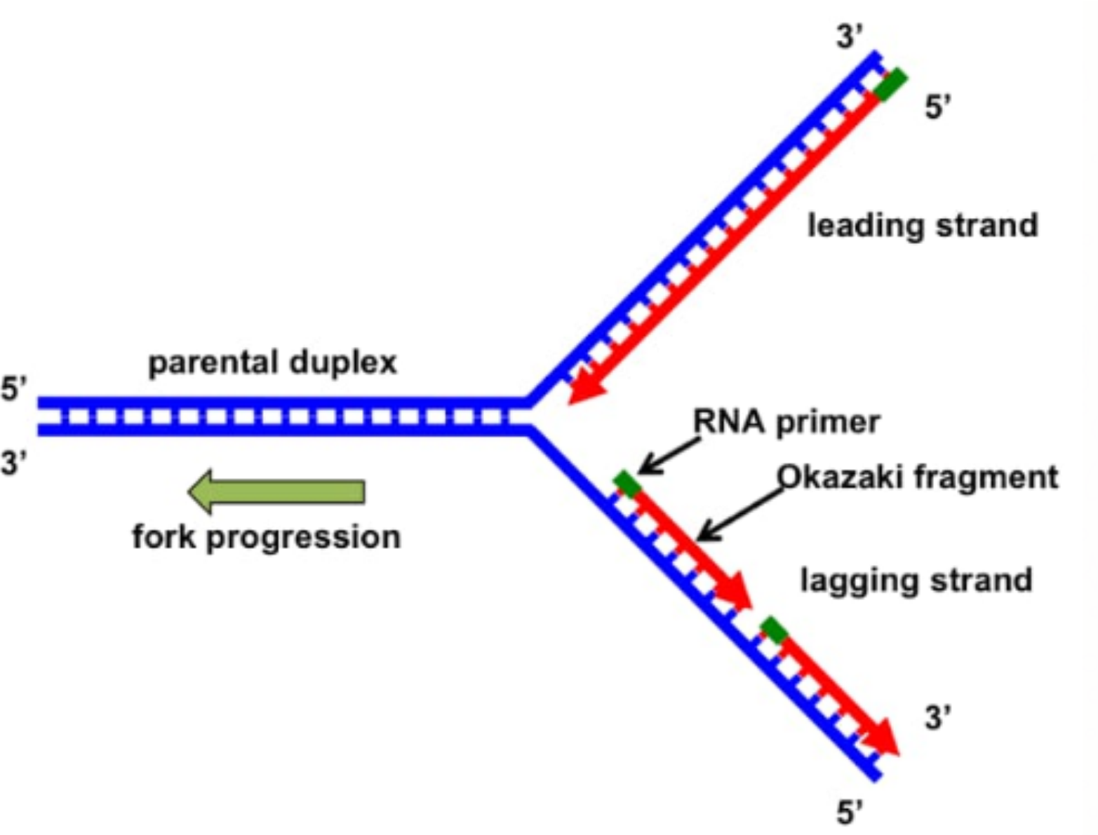 DNA Replication fork.