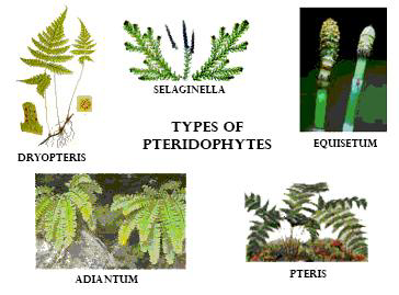 pteridophytes plants examples