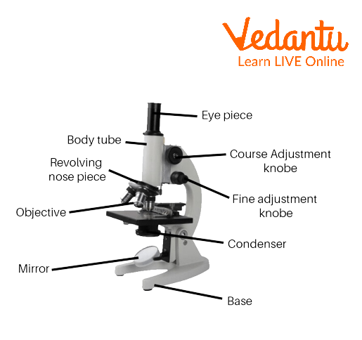 Compound Microscope